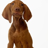 Hungarian Vizsla Puppy