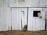 Horse Sticking Head out Barn Window