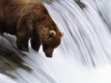 Buy Brown Bear Fishing at Brooks Falls at AllPosters.com