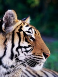 Head of Tiger