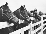 Horses Looking Over Fence at Alfred Vanderbilt's Farm