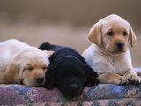 Buy Labrador Retriever Puppies at AllPosters.com
