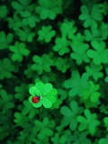 Ladybug on Four Leaf Clover