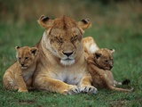 Lioness Resting with Cubs