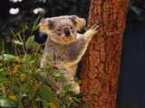 Koala in Tree