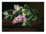 Lilac on a Ledge