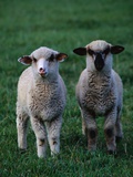 Lambs in the Grass