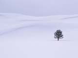 Lodgepole Pine in Snow