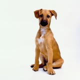 Mixed Pinscher Puppy