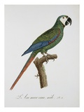 Male Blue-Winged Macaw