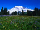 Buy Meadow near Mount Rainier at AllPosters.com