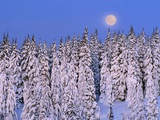 Buy Moon Over Snow-Covered Trees at AllPosters.com