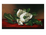 Magnolia