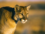 Buy Mountain Lion at AllPosters.com