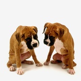 Pair of Boxer Puppies