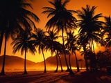 Palm Trees at Beach