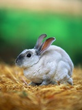 Buy Rabbit Sitting on Bale of Straw at AllPosters.com