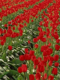 Red Tulips