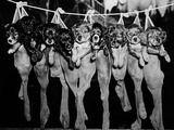 Puppies Hanging from a Clothesline