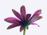 Purple Daisy Flower