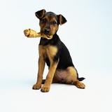Puppy Holding a Bone