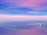 Buy Rainbow Reflecting over Swan at AllPosters.com