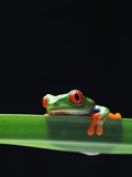Red-Eyed Tree Frog