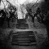 Run-Down Stairway Among Leafless Cherry Trees