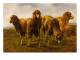 Sheep Grazing in a Meadow