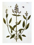 Buy Sage at AllPosters.com