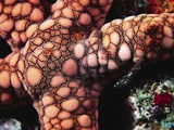 Buy Sea Star at AllPosters.com