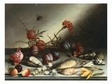 Buy Shells, Plums, Berries, Flowers and Insects at AllPosters.com