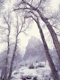 Snow at Zion National Park