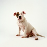 Staffordshire Bull Terrier Puppy