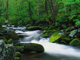 Stream in Forest
