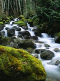 Stream Cascading Down Moss-Covered Rocks