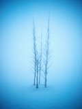 Stand of Trees in the Snow