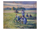 The Pea Harvest