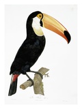 Toco