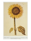 Buy The Sunflower at AllPosters.com