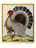 Turkey Illustration from Histoire Naturelle des Oiseaux