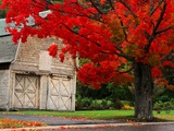 Tree with Red Leaves and Barn