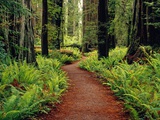 Trail Winding Through Redwoods