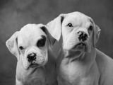 Two Dogs