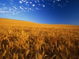 Buy Wheat Field at AllPosters.com