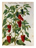 Buy Watercolor of Indian Pepper at AllPosters.com