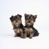 Pair of Yorkshire Terrier Puppies