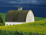 Buy White Barn and Canola Field at AllPosters.com