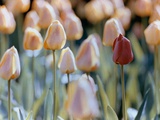 Buy Tulips at AllPosters.com