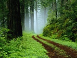 Unpaved Road in Redwoods Forest